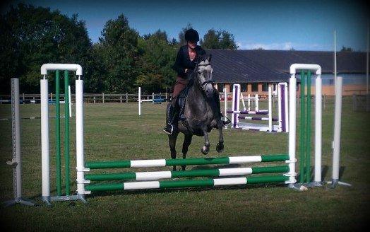 Anglo Araber (AA) Adonis - 29/8 2012 billede 10