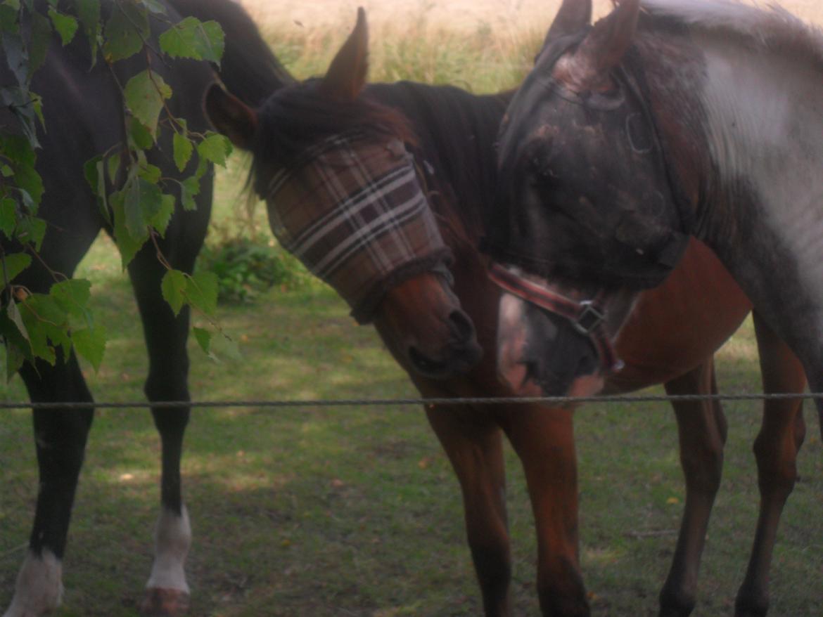 Anden særlig race Sir Monty Phyton billede 9