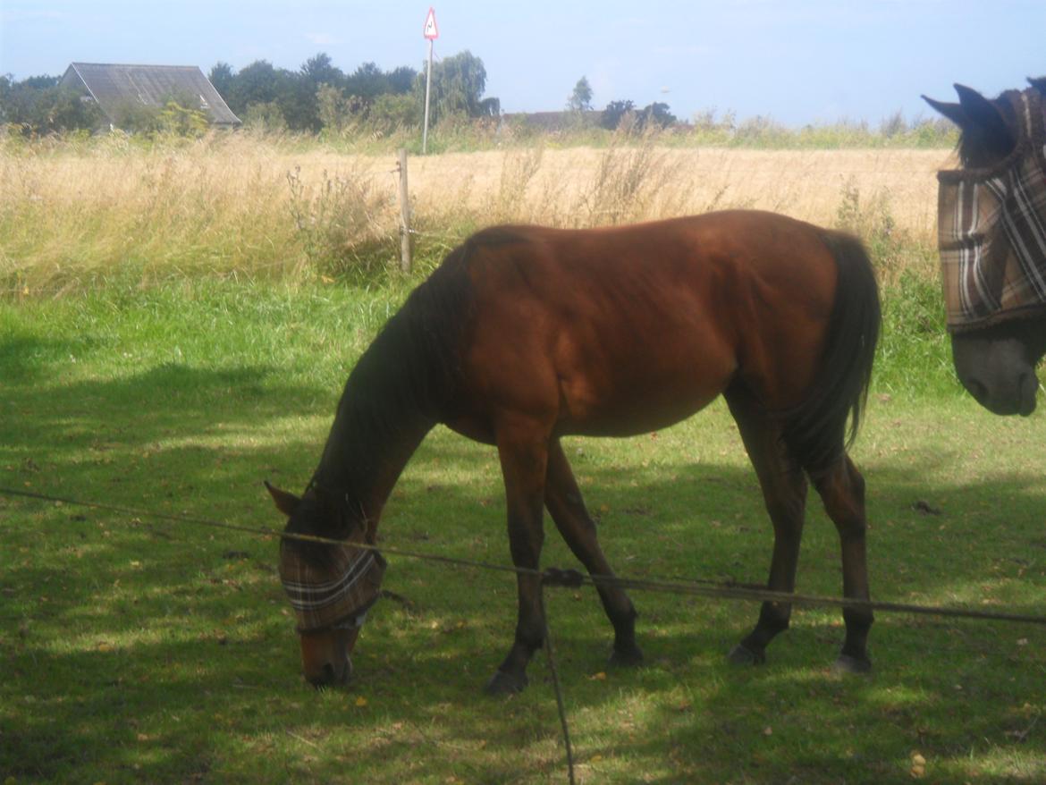 Anden særlig race Sir Monty Phyton billede 1