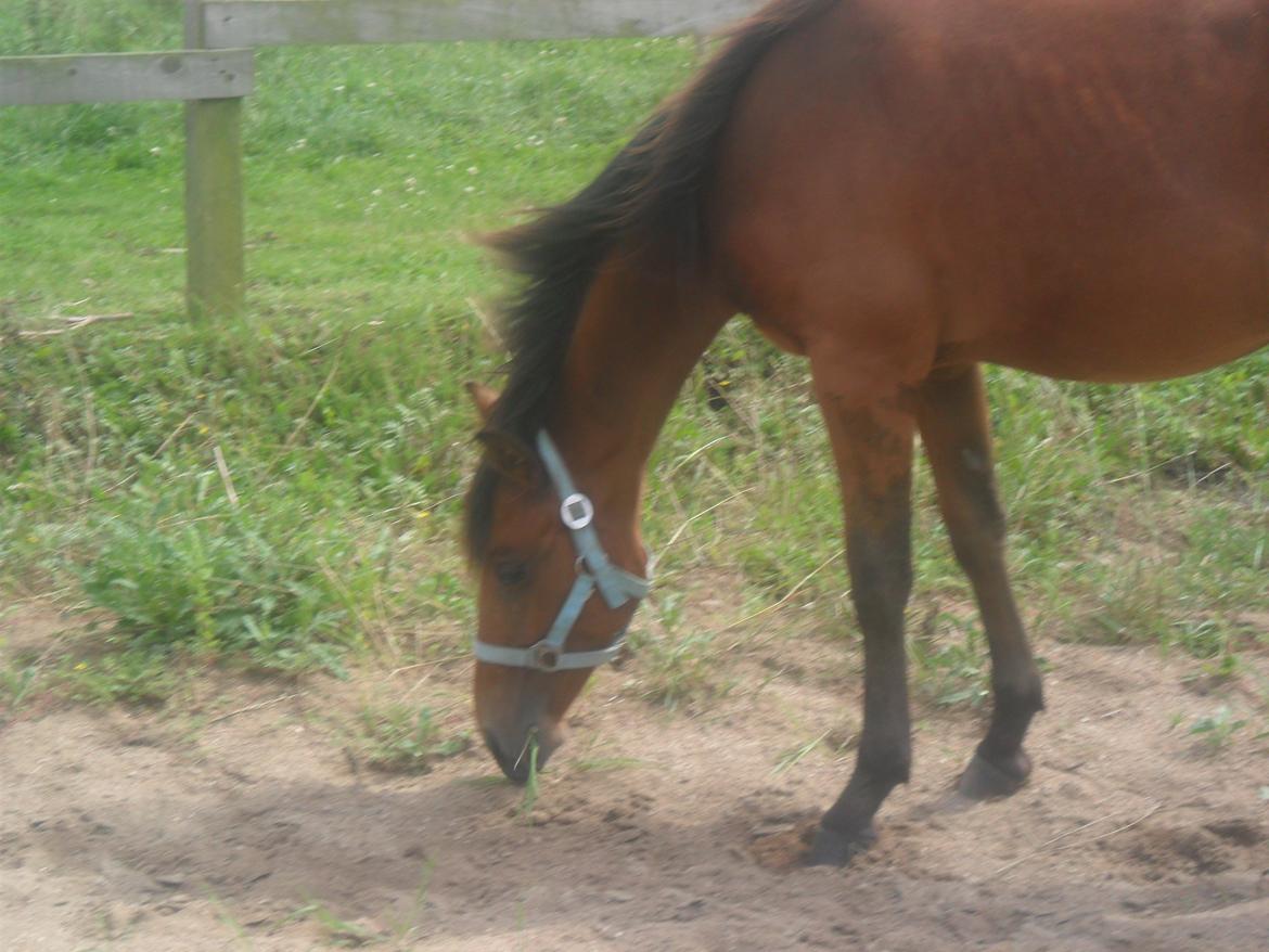 Anden særlig race Sir Monty Phyton billede 10