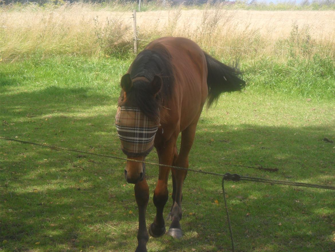 Anden særlig race Sir Monty Phyton billede 11