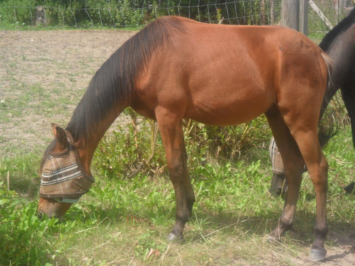 Anden særlig race Sir Monty Phyton billede 12