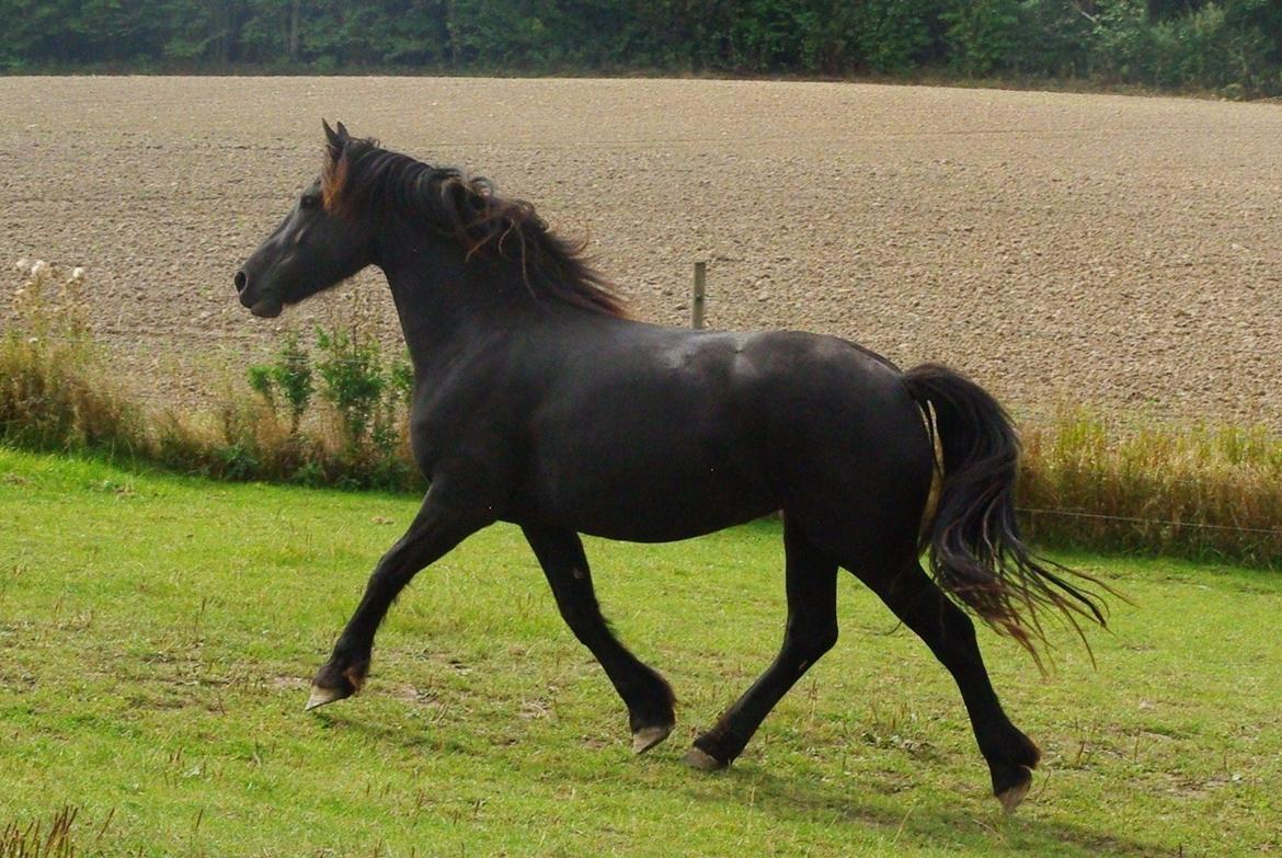 Barockpferd " Betty Barock " - Betty 5 år billede 25