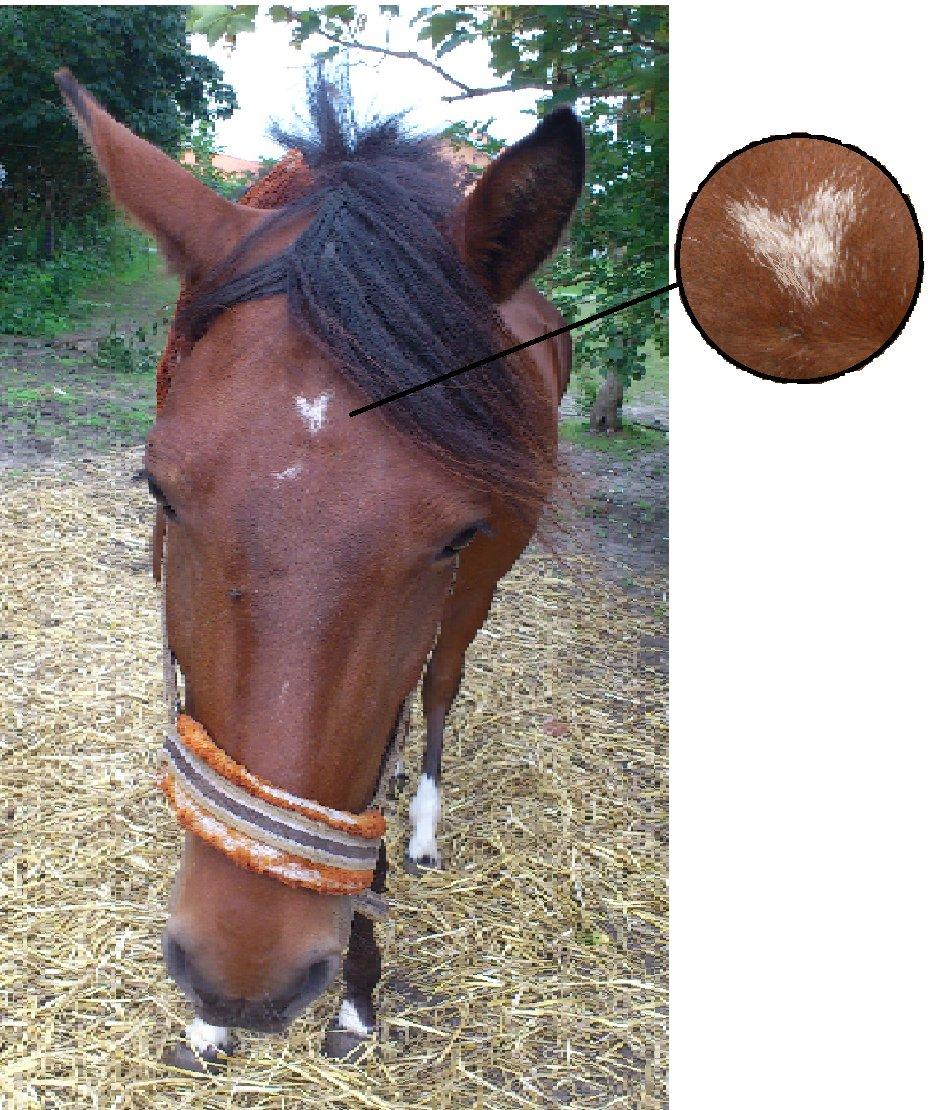 Anden særlig race Alonso billede 20