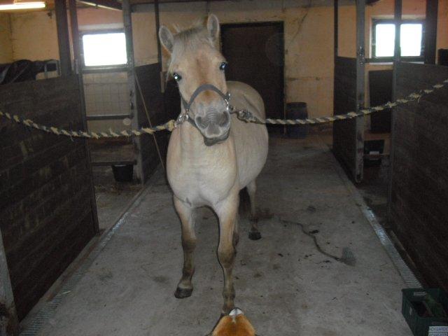 Fjordhest Rimbo Møldrup - Hej. Hun har bunden mig!! billede 7