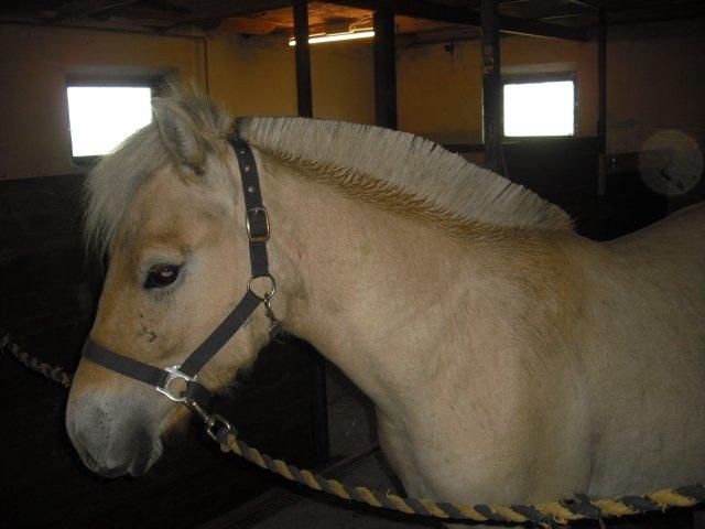 Fjordhest Rimbo Møldrup billede 16