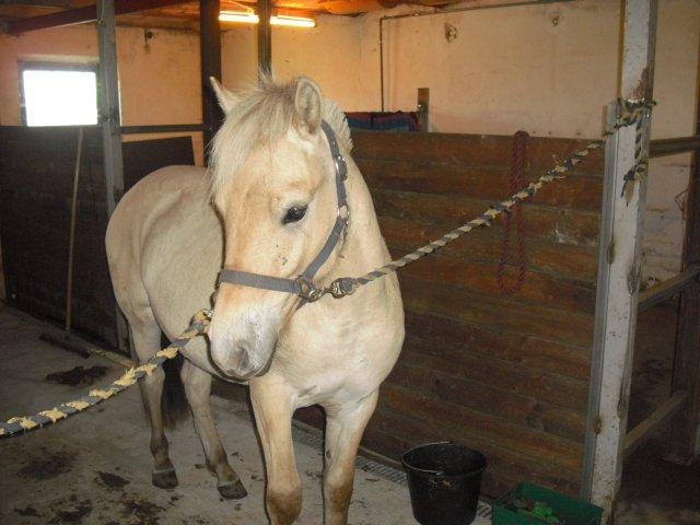 Fjordhest Rimbo Møldrup billede 17