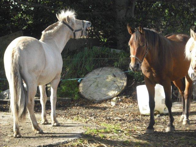 Fjordhest Rimbo Møldrup - Ha Ha jeg er bare blevet kilppet. billede 14
