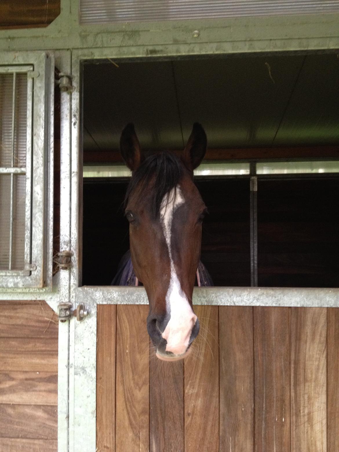 Tysk Sportspony Gotaro - Dejlige Gotaro <3 billede 2