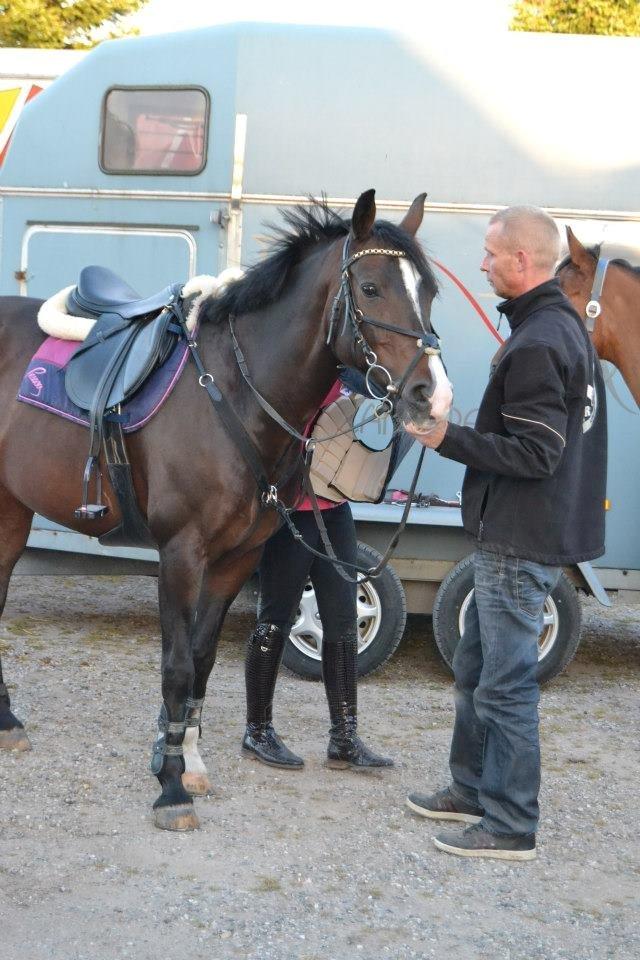 Tysk Sportspony Gotaro - <3<3 billede 5