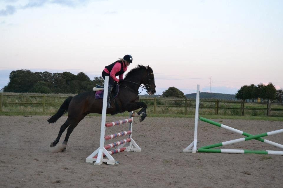 Tysk Sportspony Gotaro - Stjerne <3 billede 7