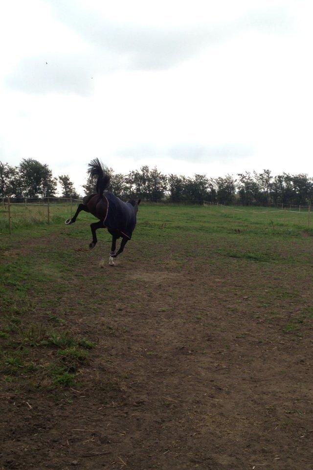 Tysk Sportspony Gotaro - weee :-D billede 8