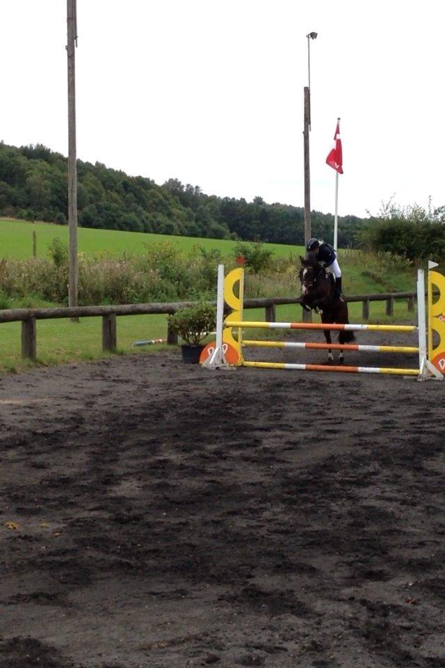 Tysk Sportspony Gotaro - Gotaro og jeg til vores første stævne, havde haft ham i en uge! <3 LB* billede 10