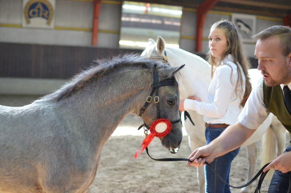 Welsh Pony (sec B) Bjerregårds May Flower - Velkommen:)

Til fyns følskue<3 billede 3
