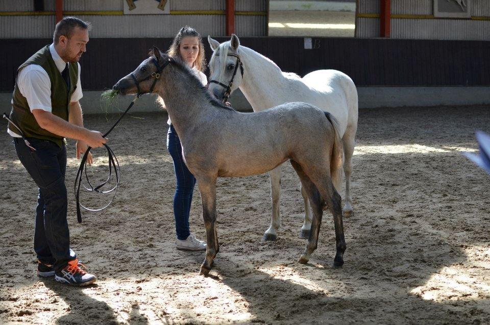 Welsh Pony (sec B) Bjerregårds May Flower - Min fætter gav hende en tot græs, så hun stod stille<3 billede 6