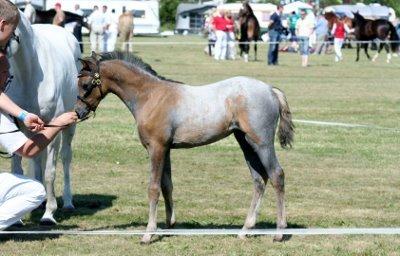 Welsh Pony (sec B) Bjerregårds May Flower - Til herning dyreskue<3 billede 8