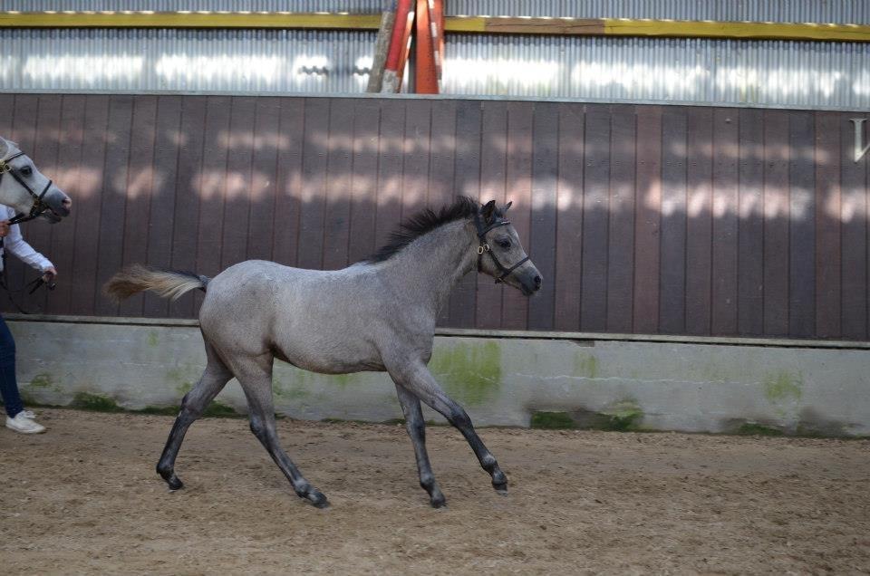 Welsh Pony (sec B) Bjerregårds May Flower - Fyns følskue hun vises løs billede 10