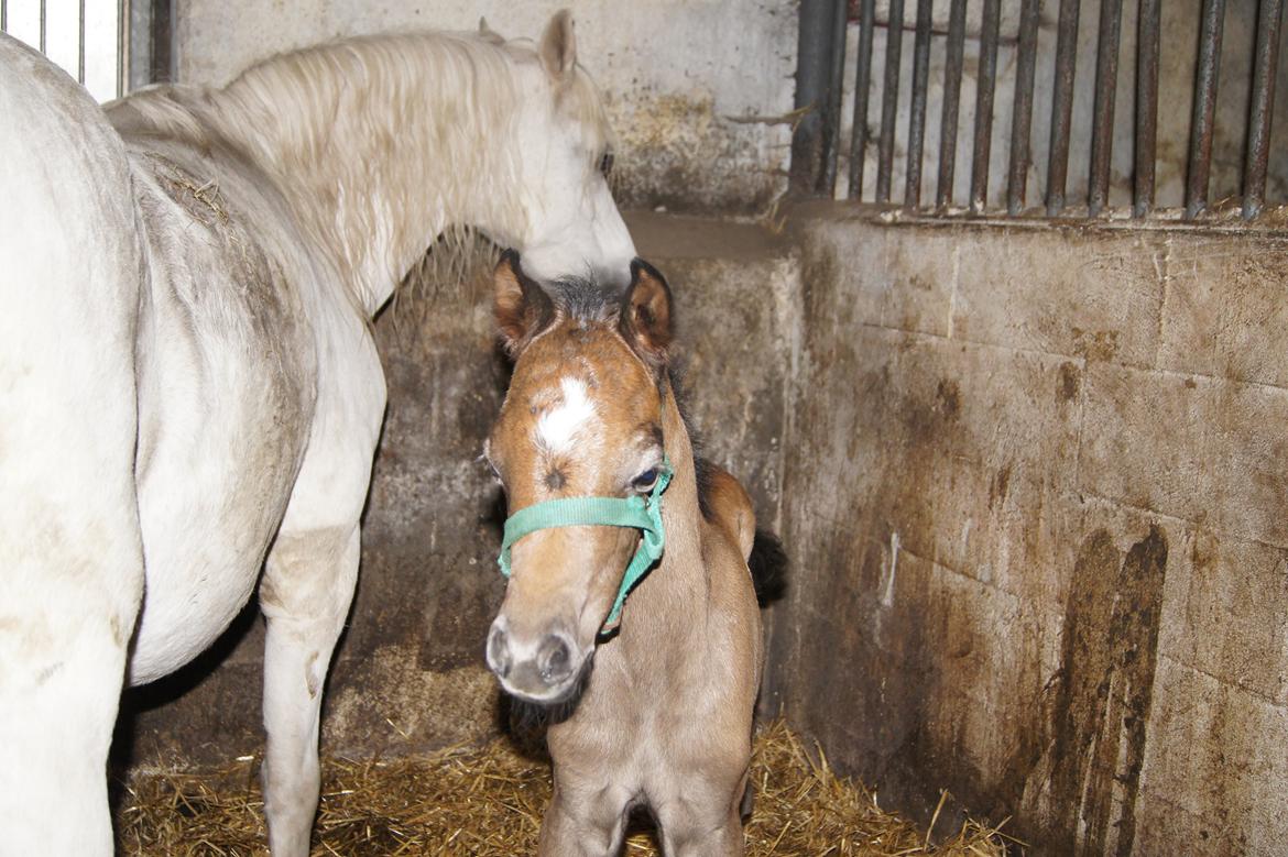 Welsh Pony (sec B) Bjerregårds May Flower - 1 dag gammel, første gang med grime<3<3 billede 11