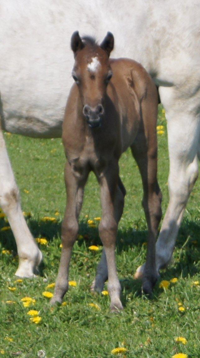 Welsh Pony (sec B) Bjerregårds May Flower - 1 uge gammel:) billede 12