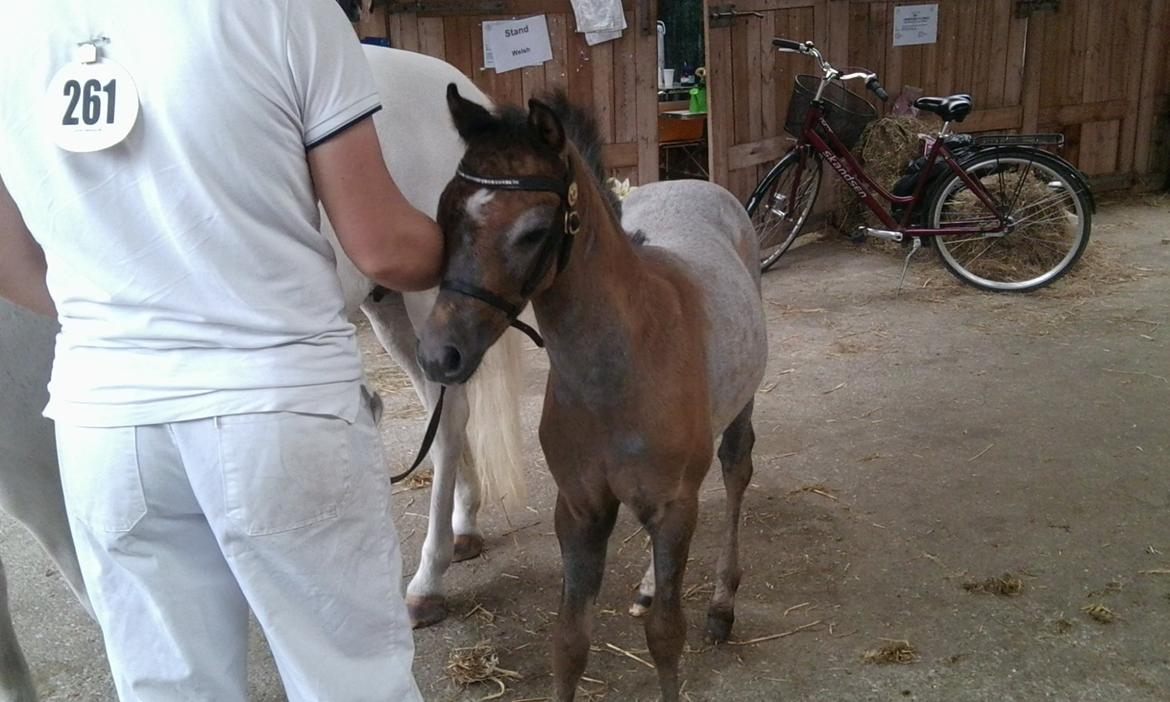 Welsh Pony (sec B) Bjerregårds May Flower - Til herning dyreskue:) billede 13