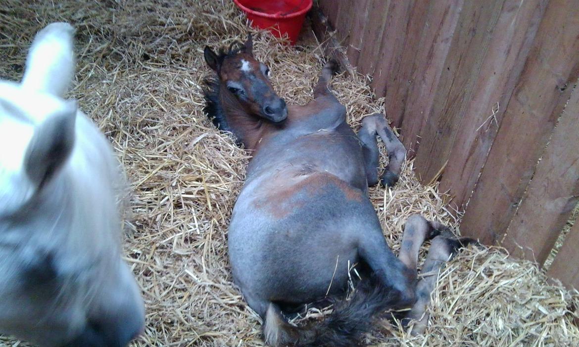 Welsh Pony (sec B) Bjerregårds May Flower - Til herning dyreskue, det er hårdt:) billede 14