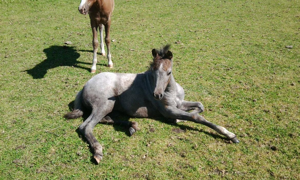 Welsh Pony (sec B) Bjerregårds May Flower - Slapper af:) billede 15