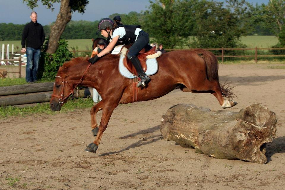 Anden særlig race Fighter *Nu søster´s Pony*<3 - Min dejlige Prinz til vores første Military træning <3 <3 billede 8