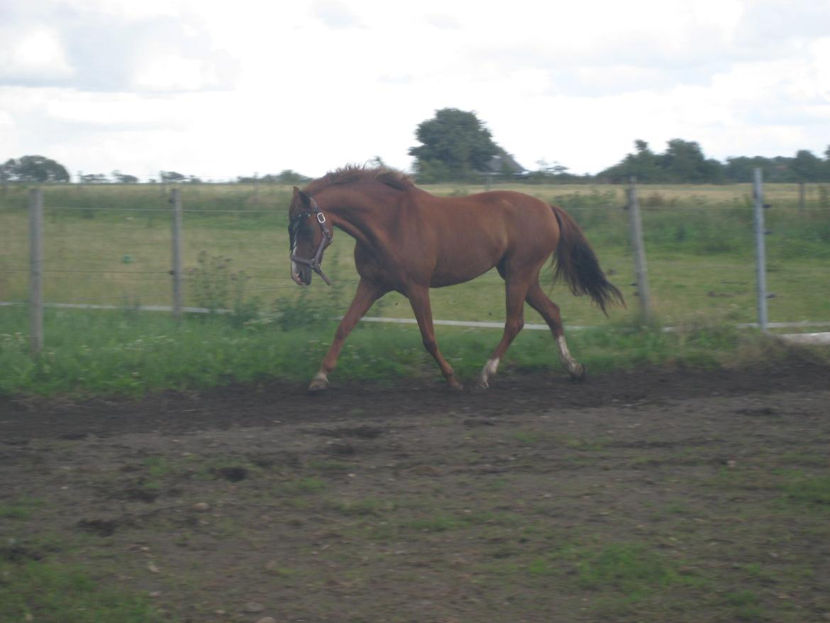 Tysk Sportspony Duchess [Heidi Vinderpony!] Solgt - Wow...! Selv uden rytter... FLOT DYSSE! billede 14