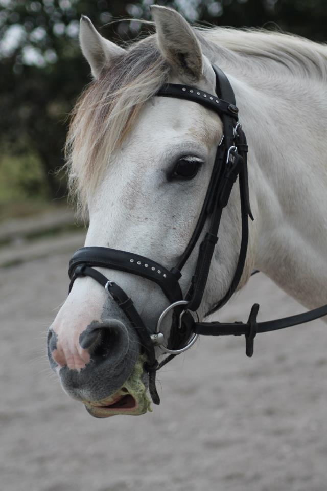 Anden særlig race Lundsbjergårds Karla - Haha, du dejlig skat! ♥
Foto: Anette. billede 3