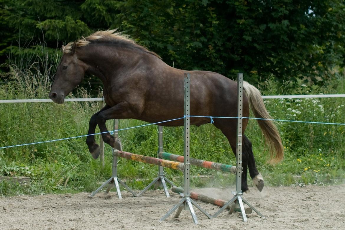 Anden særlig race Kolme billede 1
