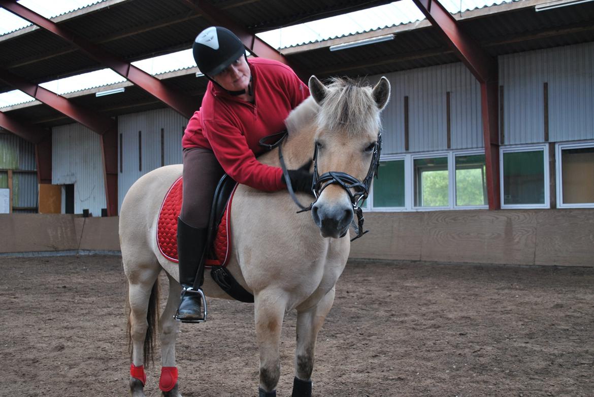 Fjordhest Thilde billede 1