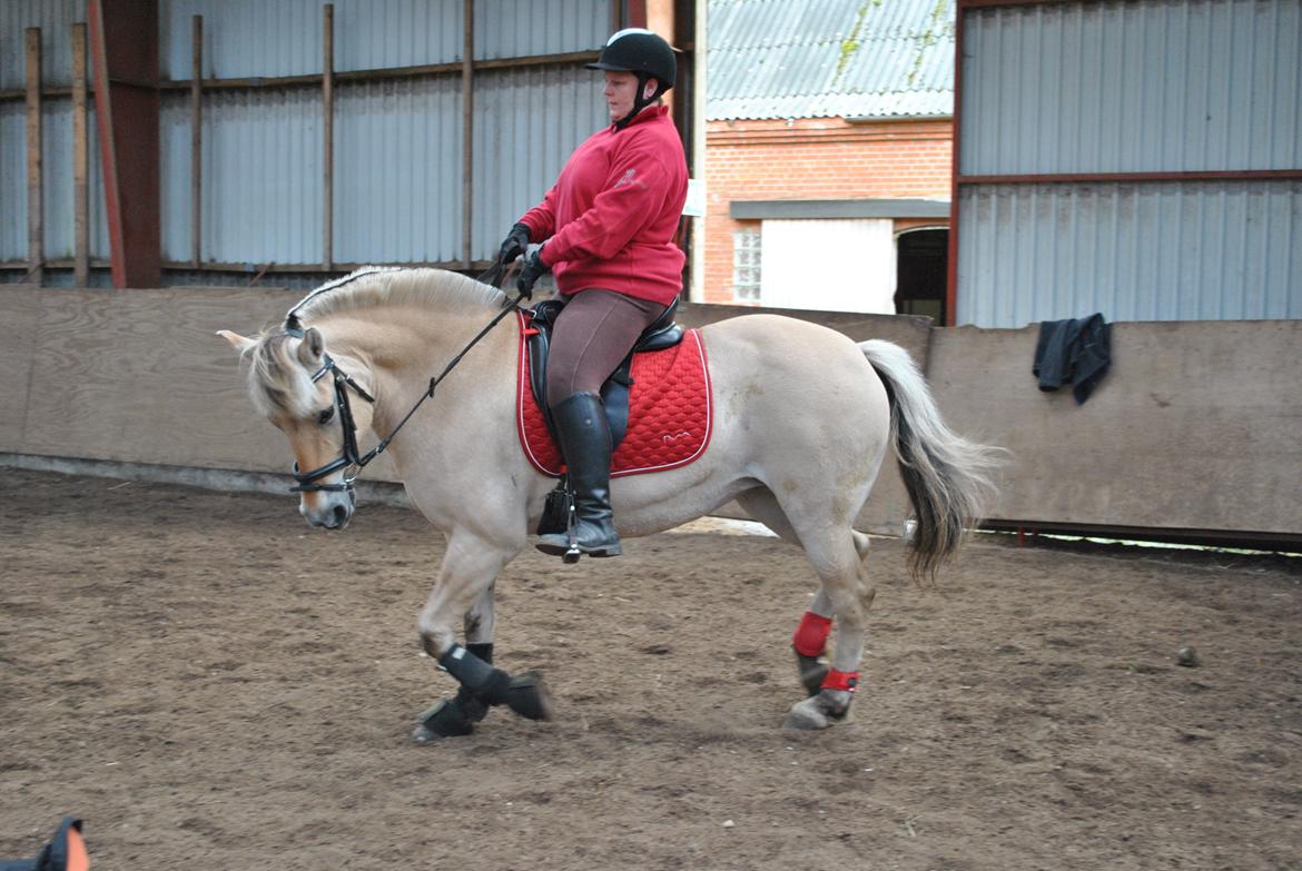Fjordhest Thilde billede 2