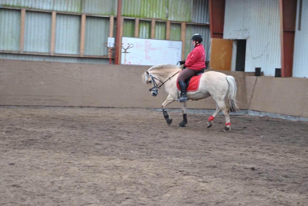 Fjordhest Thilde billede 3
