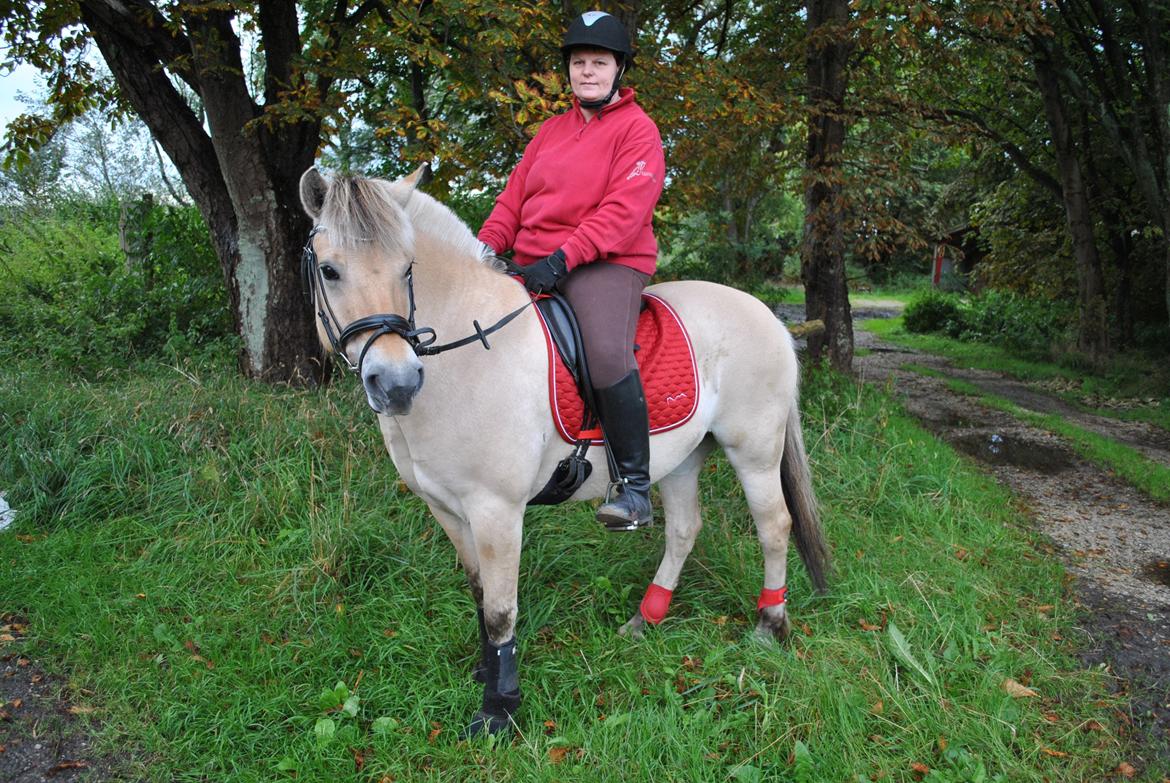 Fjordhest Thilde billede 4
