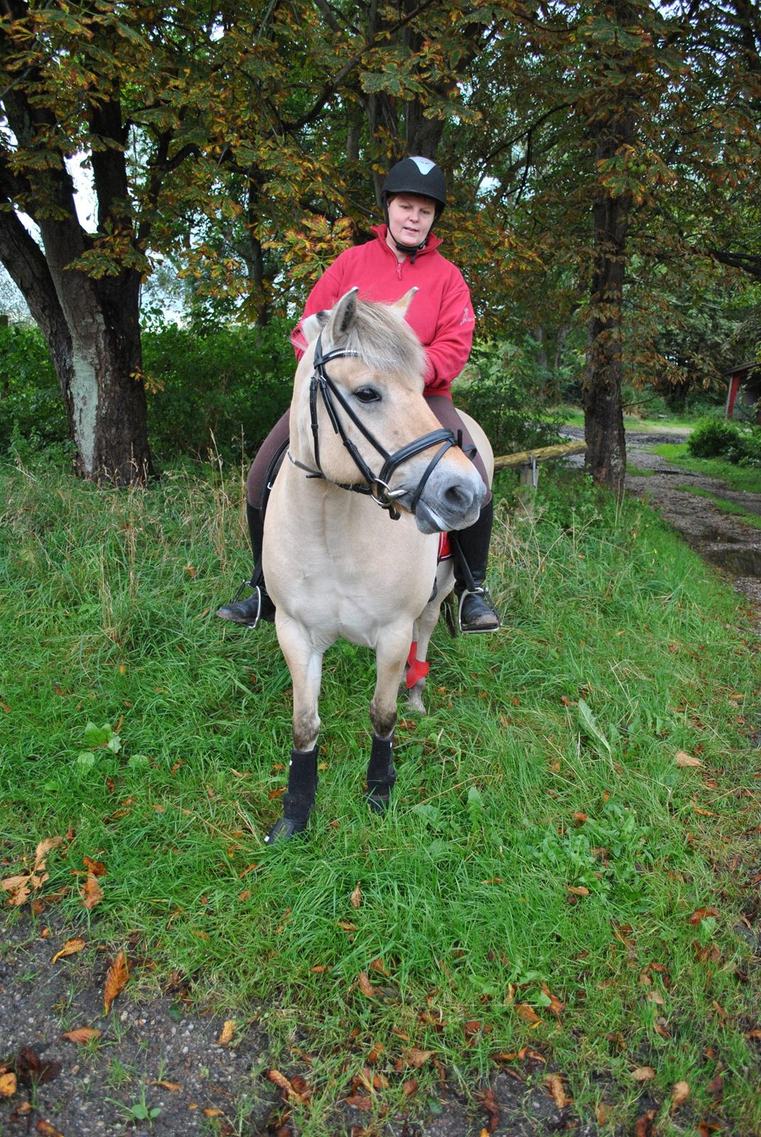 Fjordhest Thilde billede 5