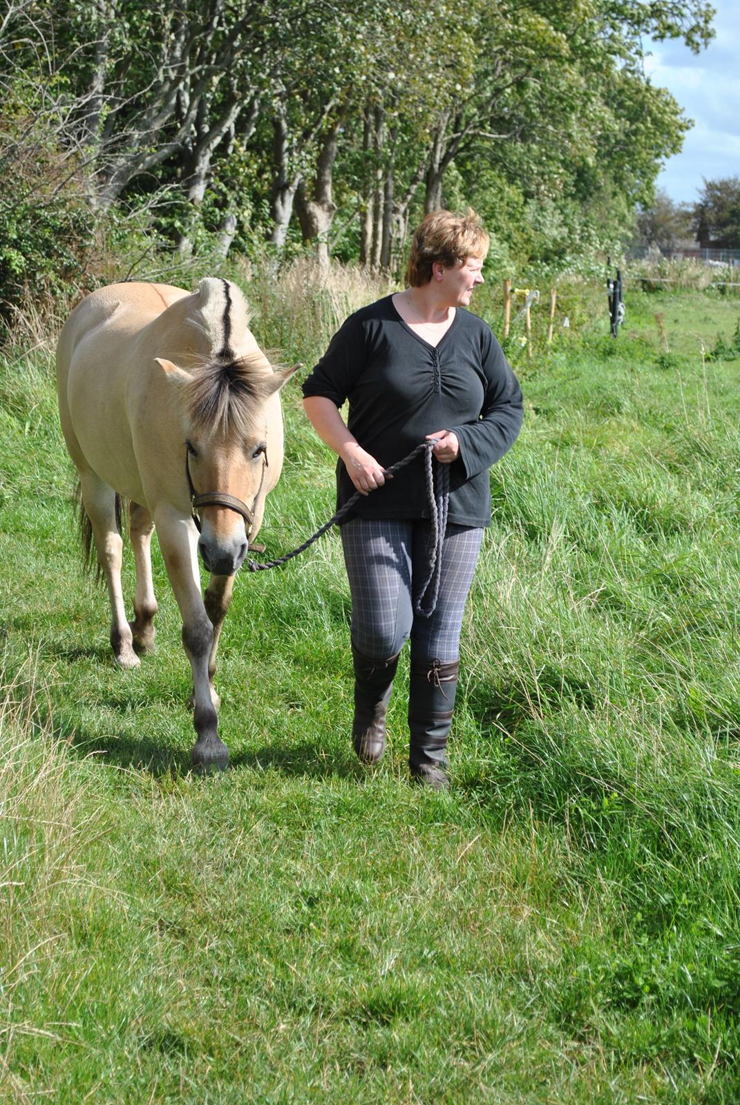 Fjordhest Thilde billede 6