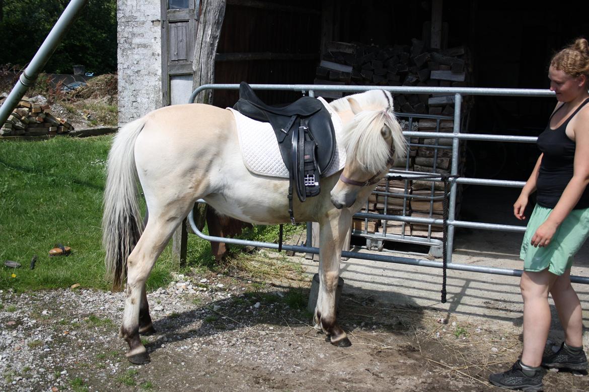 Fjordhest Bjergvangs Flicka Eywa - Flicka med sadel for første gang, det tog hun rigtig pænt :) billede 12