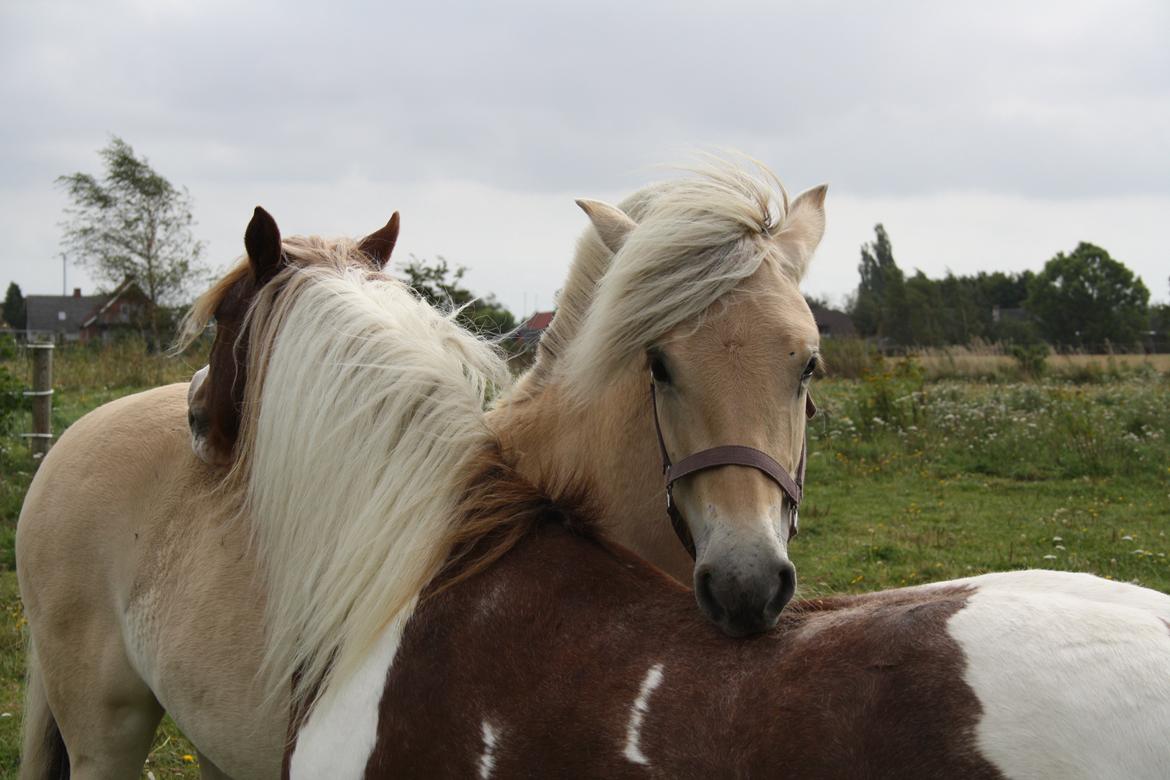 Fjordhest Bjergvangs Flicka Eywa billede 5