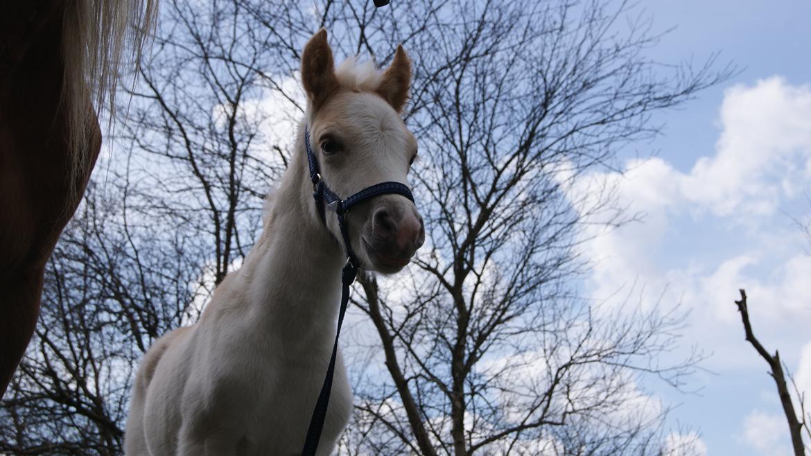 Haflinger Askmon Nordan billede 3