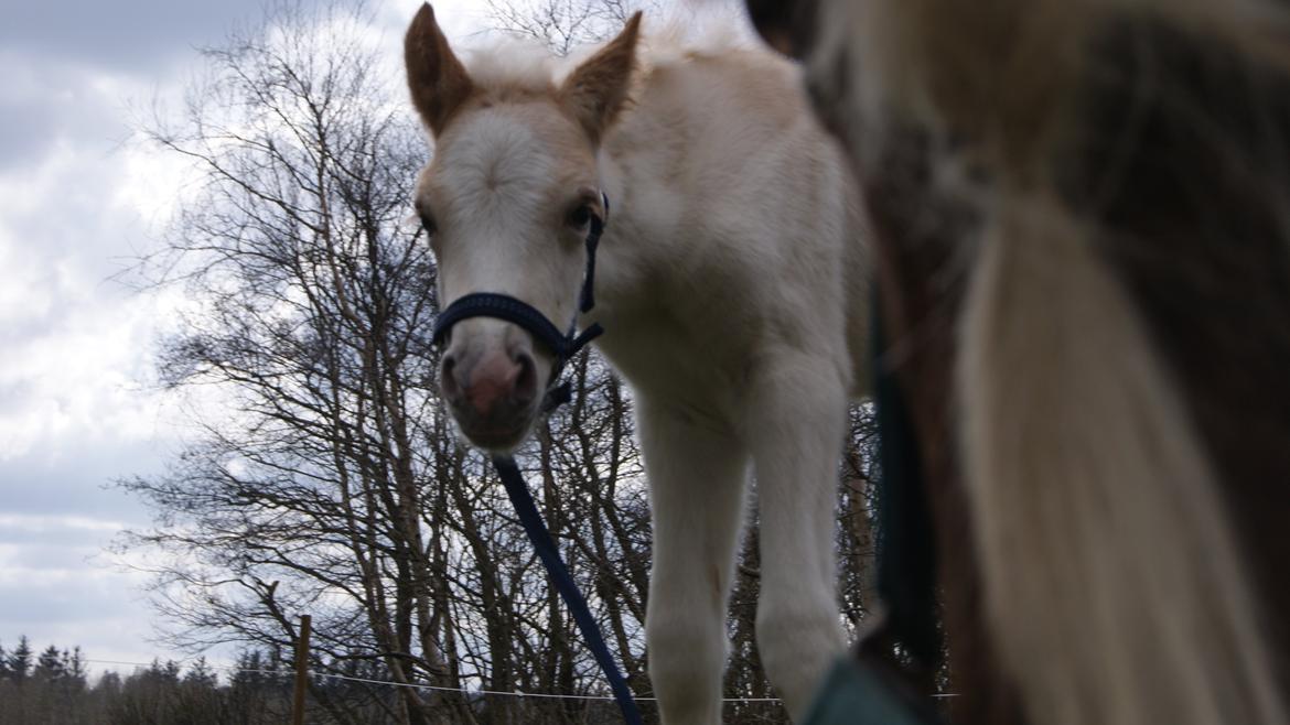 Haflinger Askmon Nordan - Hej hej... billede 4