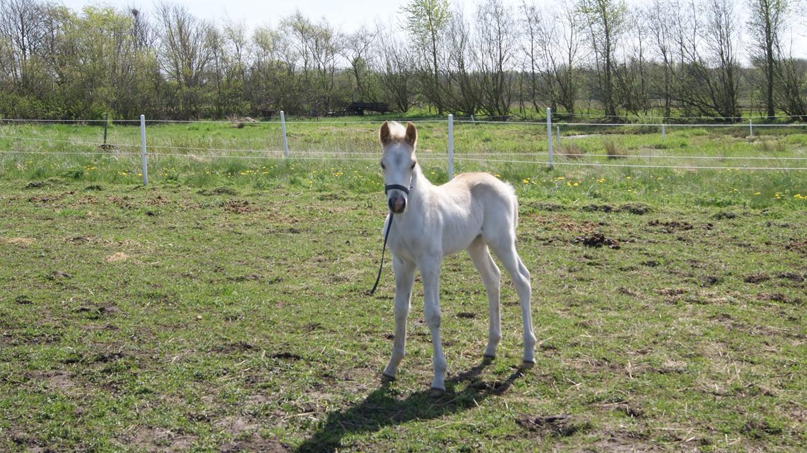 Haflinger Askmon Nordan billede 5