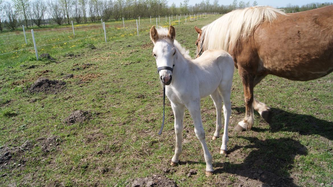 Haflinger Askmon Nordan billede 6