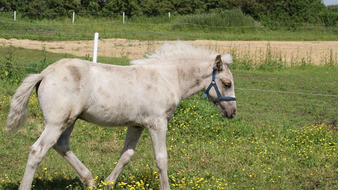 Haflinger Askmon Nordan - Sommer 2012 billede 7