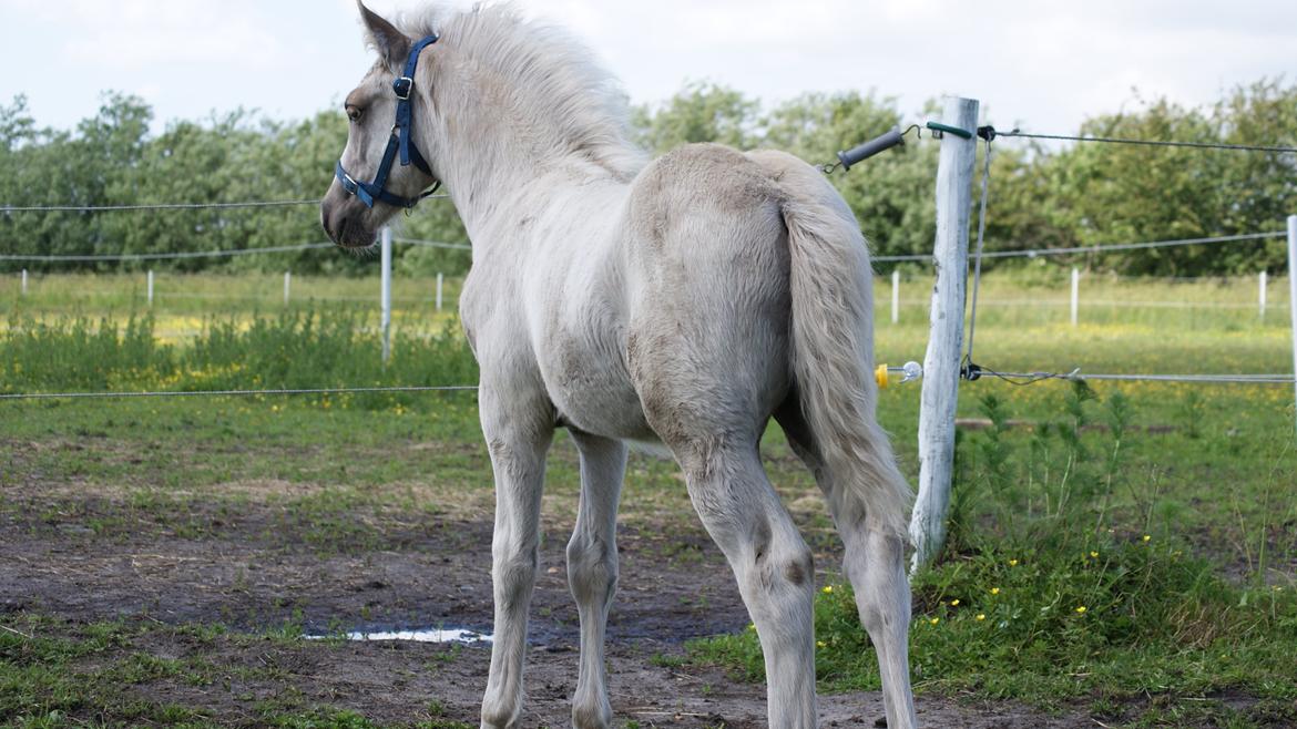Haflinger Askmon Nordan billede 8