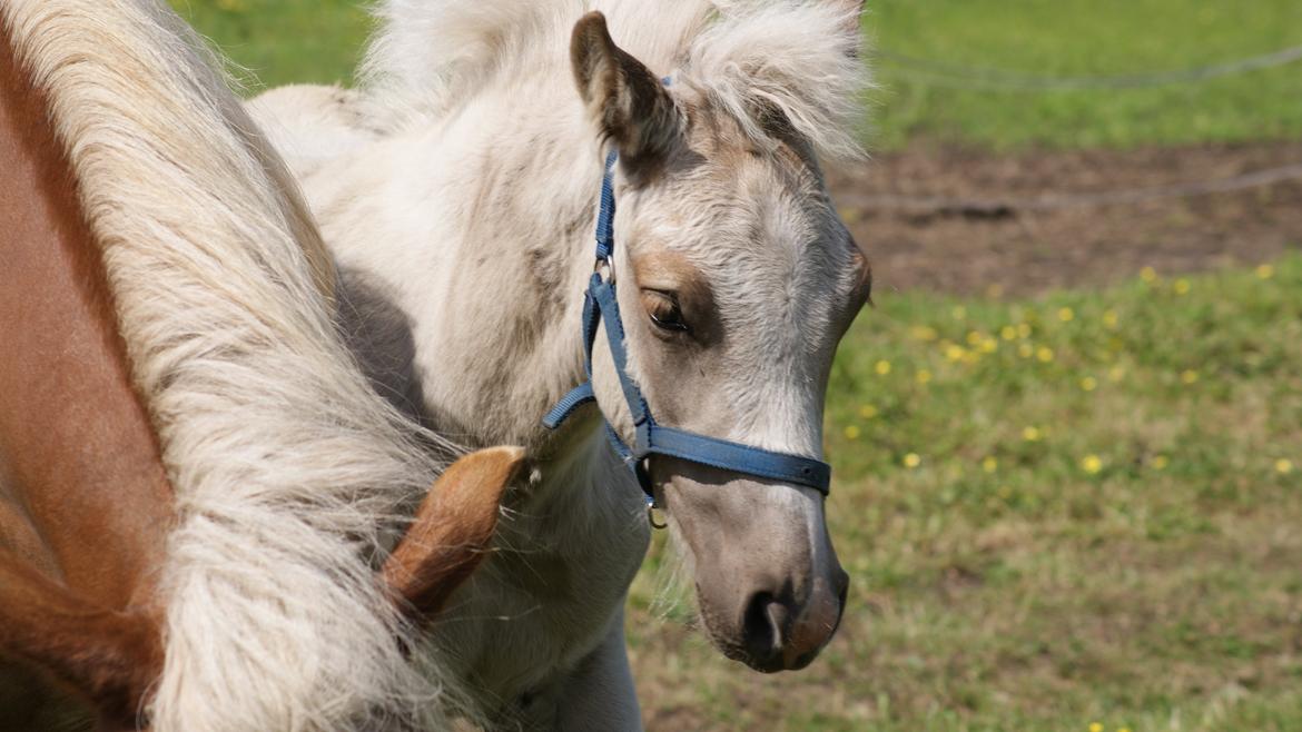 Haflinger Askmon Nordan billede 9