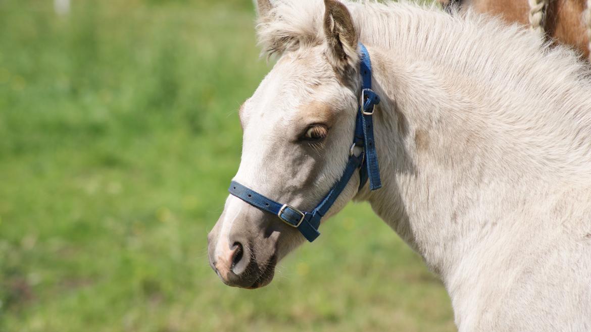Haflinger Askmon Nordan billede 10