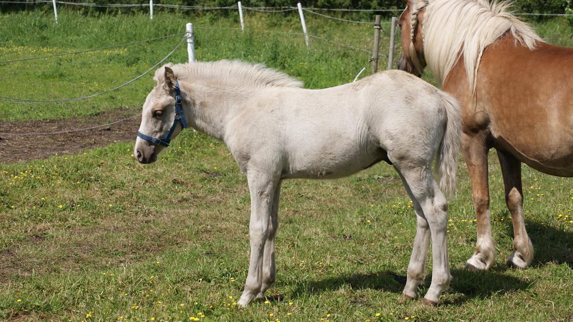 Haflinger Askmon Nordan billede 11