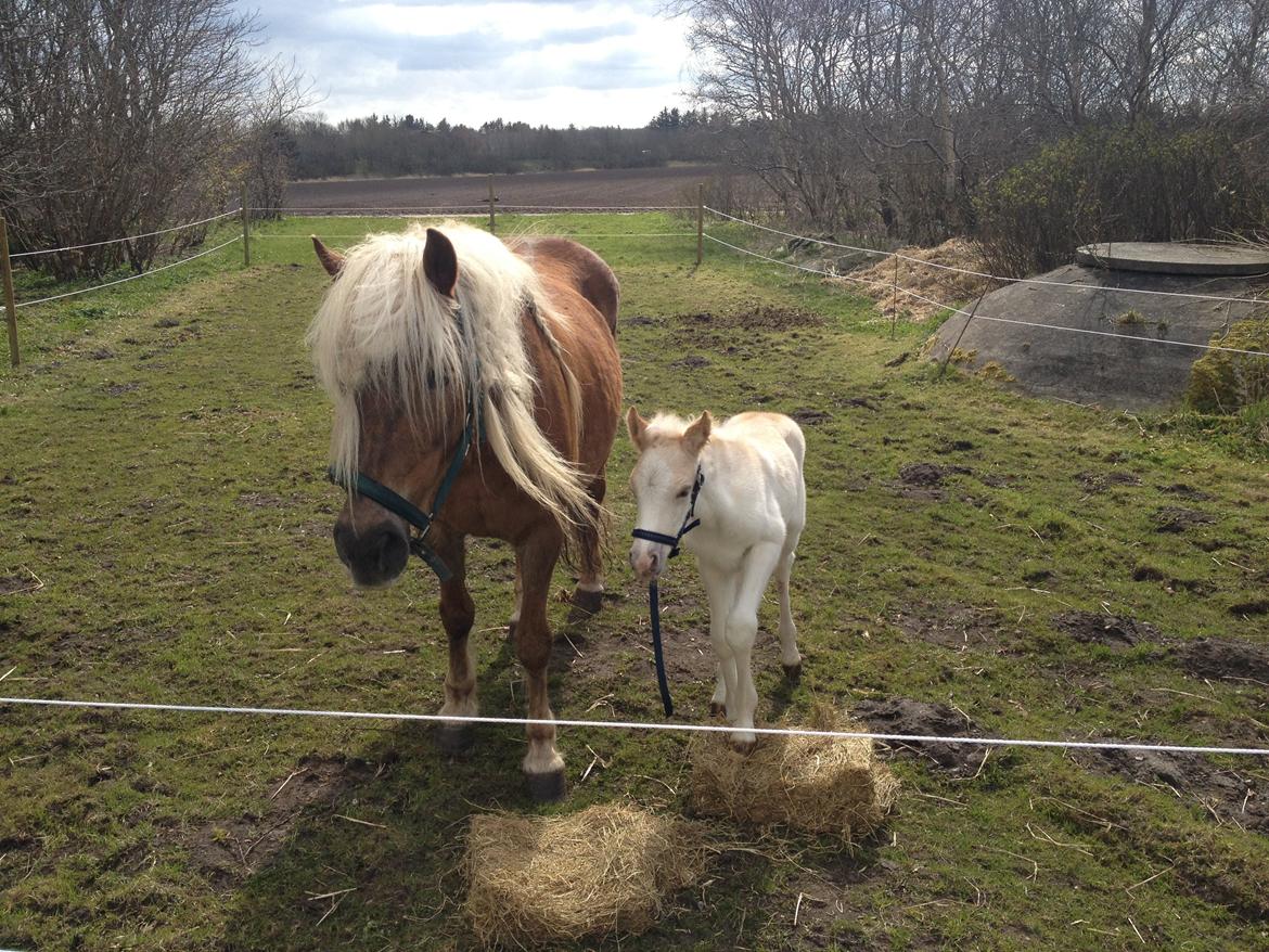 Haflinger Askmon Nordan billede 12