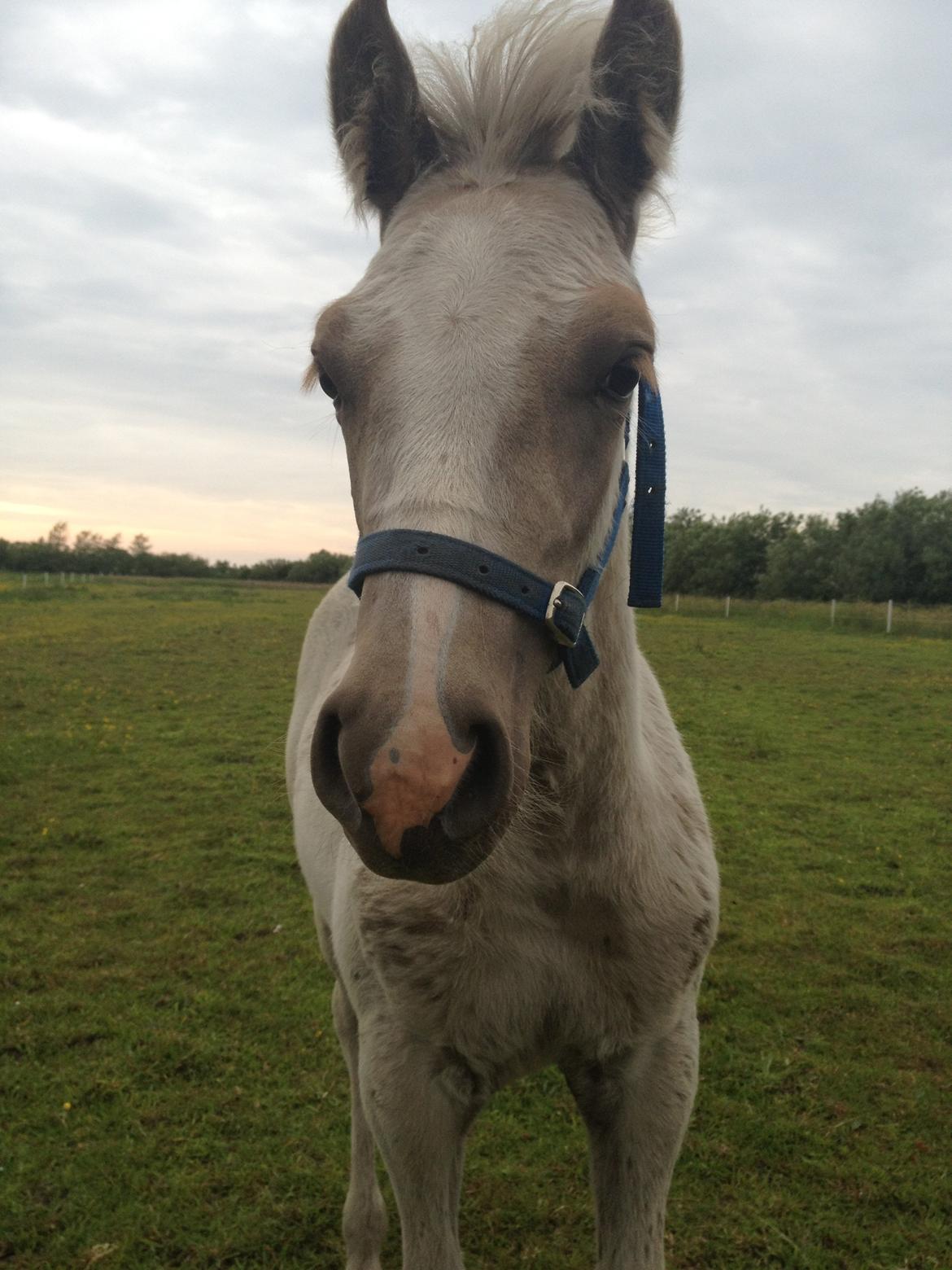 Haflinger Askmon Nordan billede 13