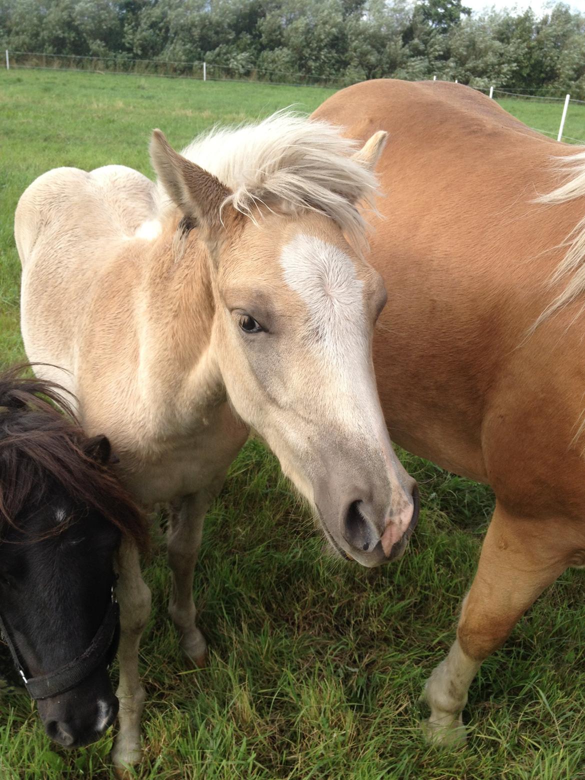 Haflinger Askmon Nordan billede 14